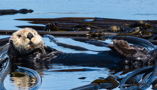 A sea otter floating among seaweed